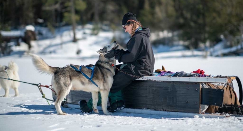 A person sits on the edge of a tipped-over sled and pats a sled dog